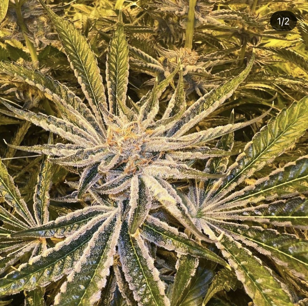 Blue Cake Cannabis Seeds - Marijuana Grow Shop